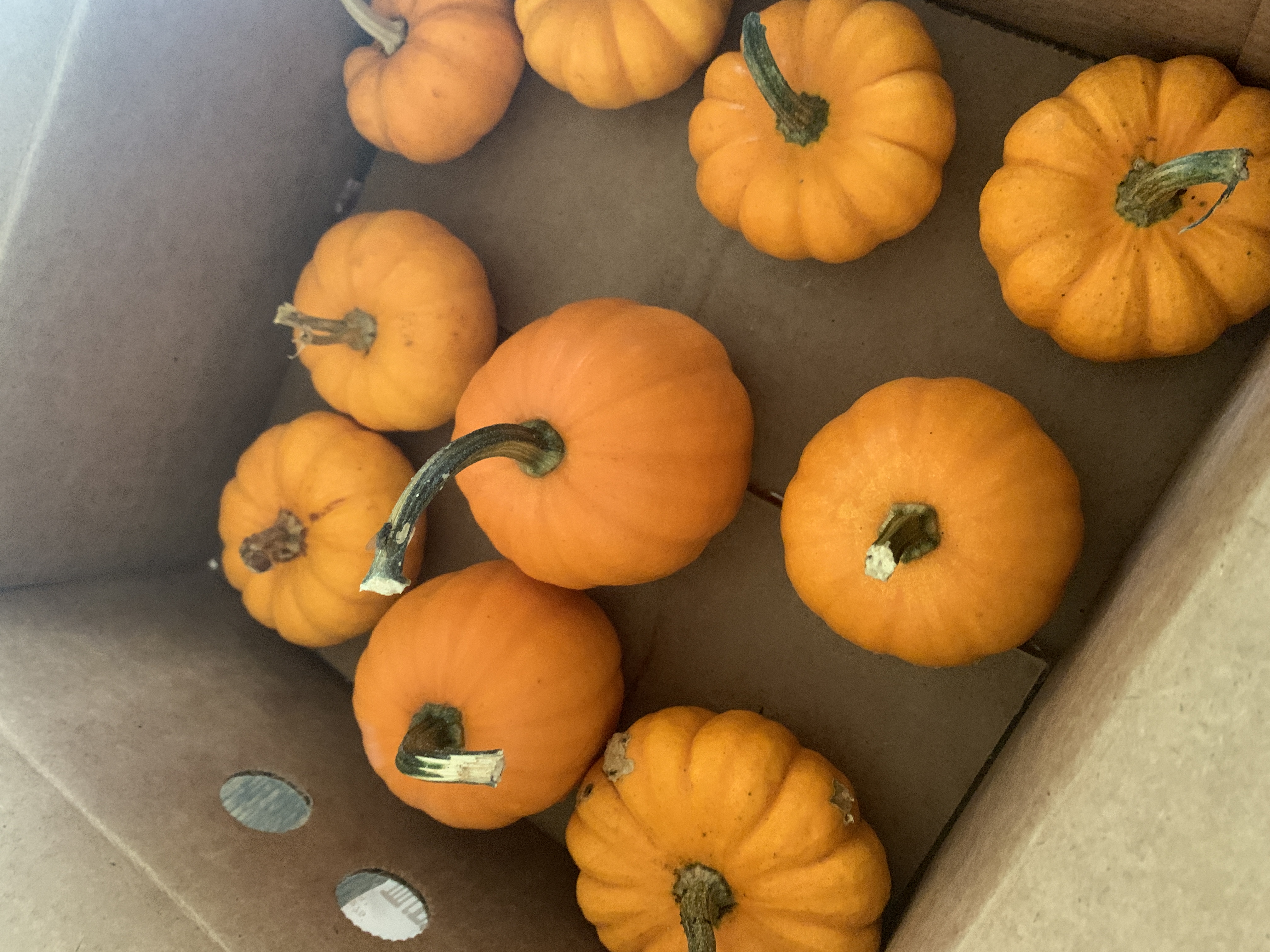 Harvest 2022